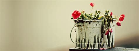 Facebook Timeline Cover Flowers Bucket Of Roses Covers Heat