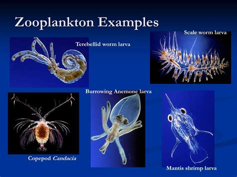 12 Difference Between Phytoplankton And Zooplankton W