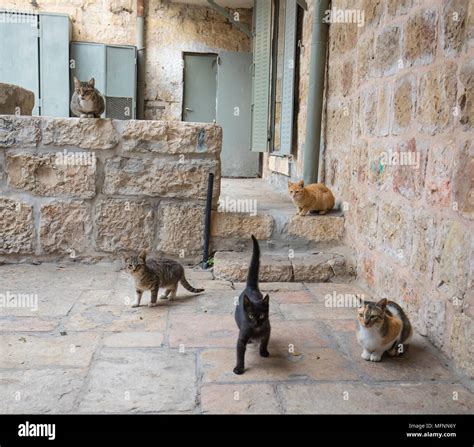 Alley Of The Cats Hi Res Stock Photography And Images Alamy