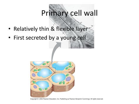 Ppt The Cell Wall Powerpoint Presentation Free Download Id1940111