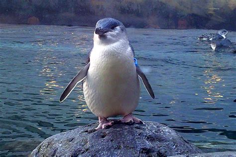 Small But Mighty Earths Tiniest Penguin Forest And Bird