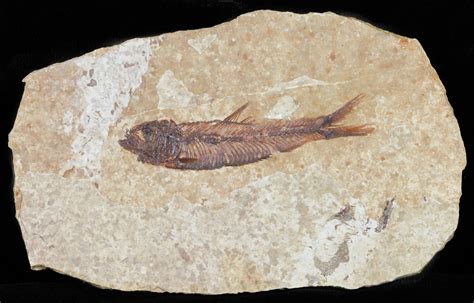 22 Knightia Fossil Fish Wyoming 60869 For Sale