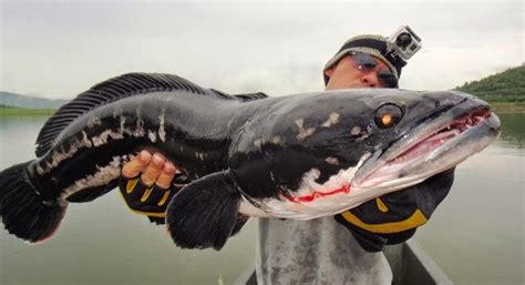 Posts and comments should be in english or malay. Snakehead Fish ~ Nature Conservancy