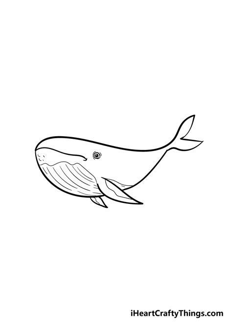 Whale Drawing How To Draw A Whale Step By Step