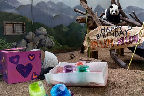 Only Set Of Giant Panda Twins In Us Celebrate 5th Birthday At Zoo