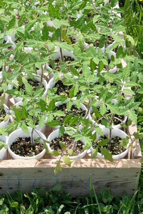 How To Harden Off Plants So Your Garden Can Thrive Homestead Acres