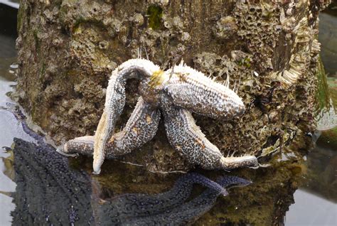 Sea Star Wasting In Tutka Bay Alaska Stay Curious