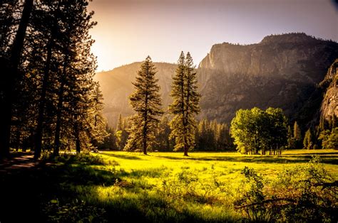 Free Images Landscape Tree Nature Forest Branch Light Fog