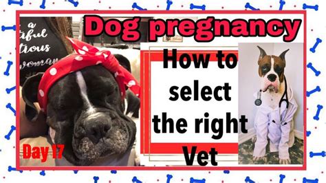 Pin On Dog Pregnancy Day By Day Stages Of Dog Pregnancy
