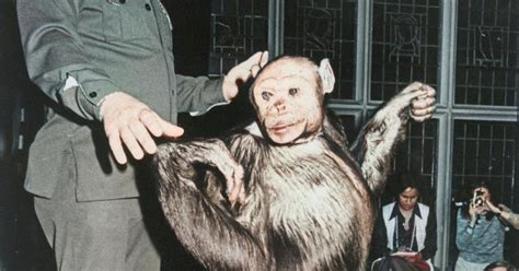 Humanzee A Bizarre Scientific Rumor Or A Real Animal Hybrid