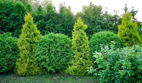Best Fast Growing Trees For Privacy In Uk Upgardener™