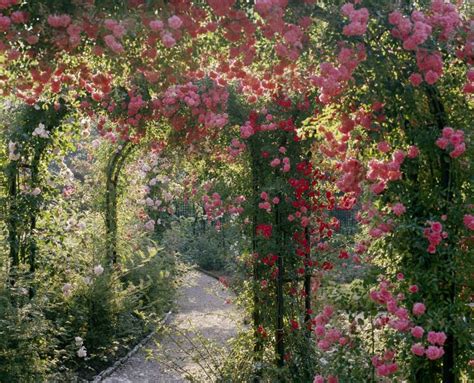 Garten in frohes schaffen gesucht. Rosen an Spalieren - Google-Suche (mit Bildern) | Garten ...