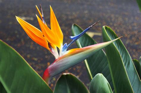 Jardinez Vous Comment R Ussir La Culture Des Plantes Tropicales