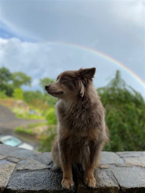 10 Things You Must Have Before Bringing Home A New Puppy - Serendipity