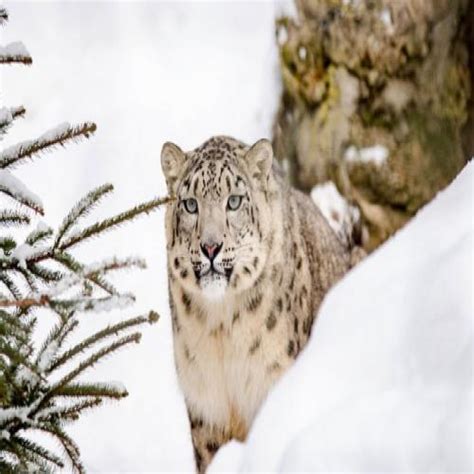 Kyrgyzstan Declares Snow Leopard As National Symbol Sakshi Education