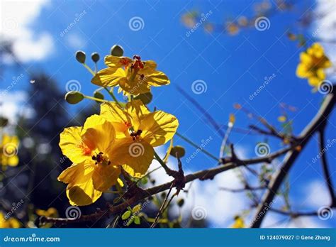 Yellow Palo Verde Flowering Tree Stock Image Image Of Park Bloom