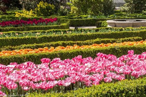 Florecen Los Primeros Tulipanes Del Real Jardín Botánico De Madrid
