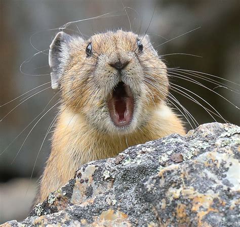 American Pika American Pika Pika Animal Animals And Pets