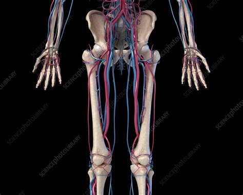 Hip Leg And Hand Bones And Blood Vessels Illustration Stock Image