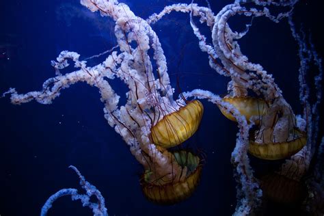 Free Images Ocean Underwater Jellyfish Coral Reef Invertebrate