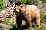 Quelques informations sur les deux espèces d’ours.