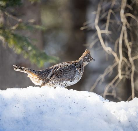 Ruffed Grouse Doug Lawley Flickr