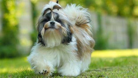 Shih Tzu Dog Breed Everything You Need To Know