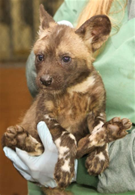 Animal behaviour, pack pride of african wild dogs offensive attack on calf pup. Perth Zoo Welcomes Rare African Painted Dogs