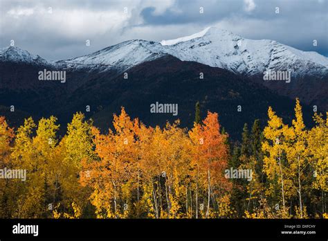 Autumn Colours Of The Boreal Forest In The Stewart River Valley Yukon