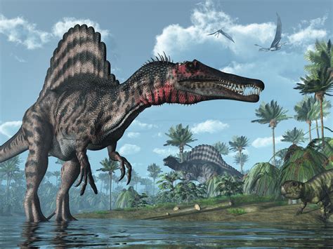 Spinosaurus Meat Eating Dinosaur Even Larger Than T Rex Was ‘river
