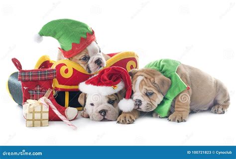 Christmas Puppy English Bulldog Stock Image Image Of Santa Claus