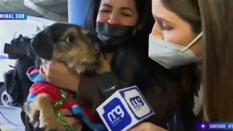 Perro Entrevistado En Mucho Gusto Casi Mordió A Reportera ¡viral Del