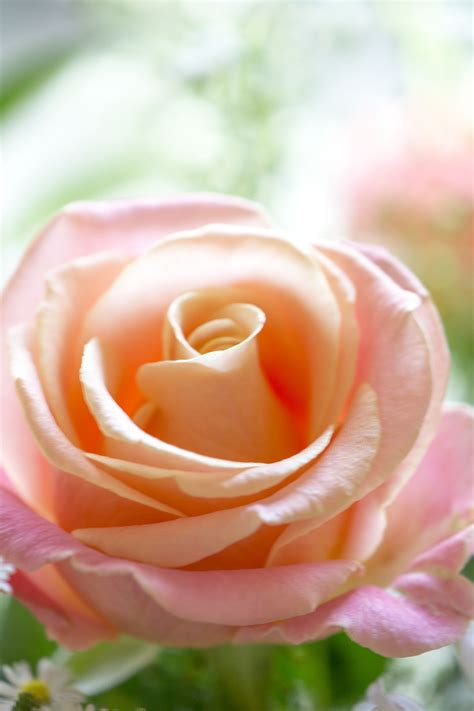 Maybe you would like to learn more about one of these? How To Make Cut Roses Last Longer - Flower Press