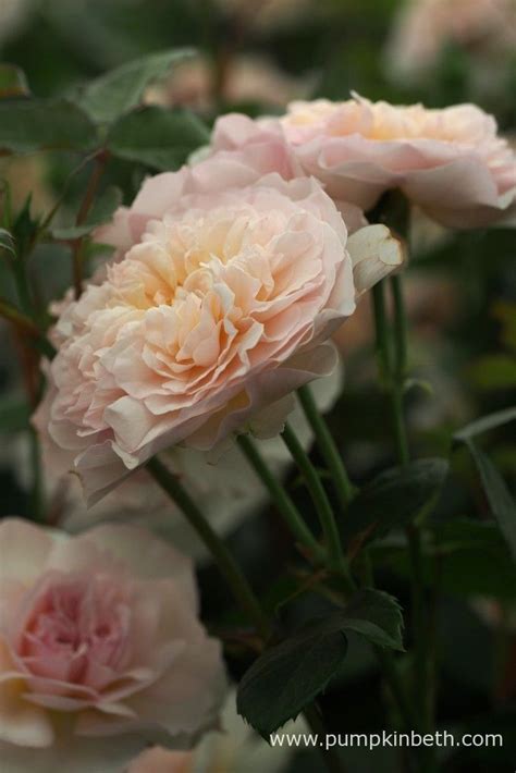 New Introductions From David Austin Roses For 2018 Pumpkin Beth