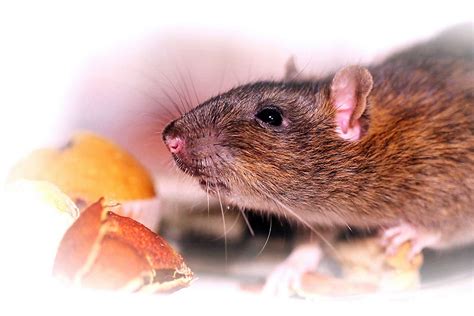 Genetically Mutated Poison Immune Super Rats Spread Across Uk Mirror