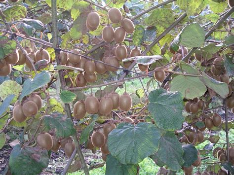 CÓmo Cultivar Y Cuidar El Arbol Del Kiwi Actinidia