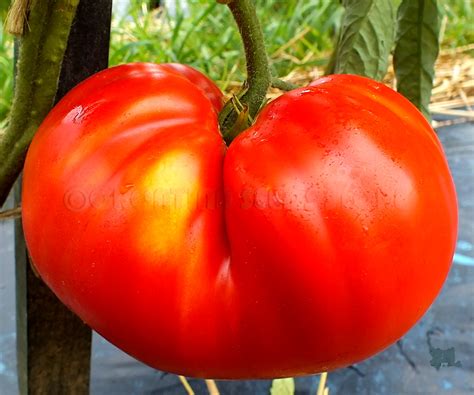 Red Tomatoes Minusinsk Giant Minusinskiy Gigant Tomato