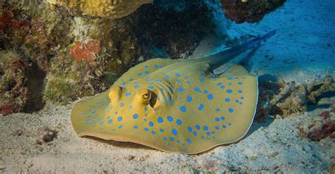 Discover The 8 Largest Stingrays In The World Az Animals
