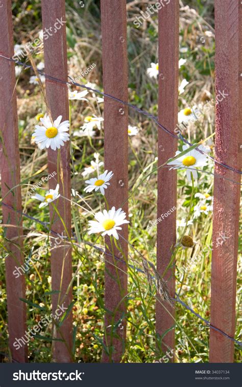 Daisies On Wooden Picket Fence Stock Photo 34037134 Shutterstock