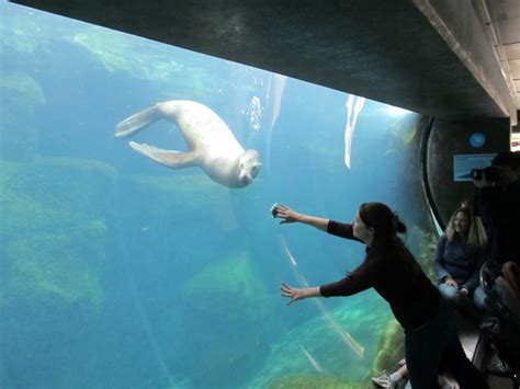 Long Beach Aquarium Of The Pacific