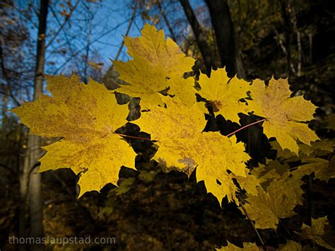 Picture Of Norway Maple Leaves Acer Platanoides With Fall Autumn