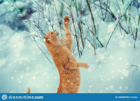 Cat With The Paws In The Air Catching Snowflakes Stock Photo Image Of