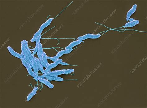 Campylobacter Jejuni Bacteria Sem Stock Image F0127518 Science