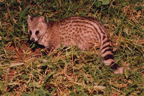 Small Indian Civet Wiki