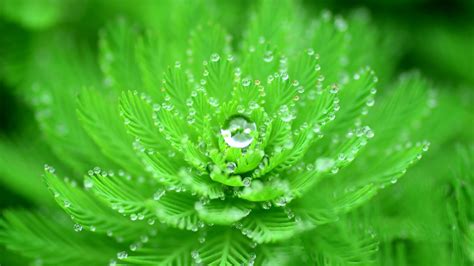 Water Droplets On Green Leaves 4k Hd Nature Wallpapers