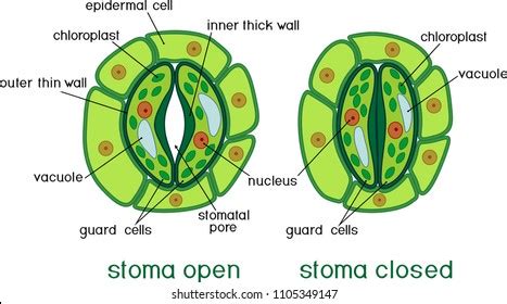 We did not find results for: Stomata Images, Stock Photos & Vectors | Shutterstock
