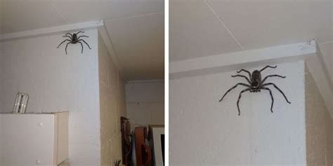 Woman Shares Her Home With A Giant Spider Who Moved In One Day The Dodo