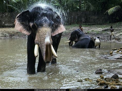 Share More Than 101 Kerala Elephant Hd Wallpaper Latest Vn