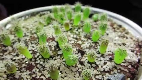 Cactus Seedlings Trichocereus Peruvianus 2 Months Update Youtube