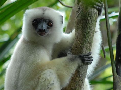 Silky Sifaka Propithecus Candidus The Silky Lemur From Northeastern